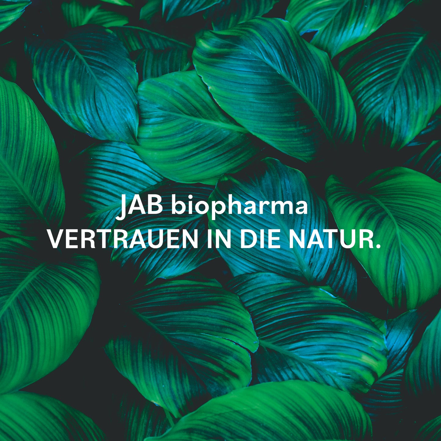 JAB Flora 24